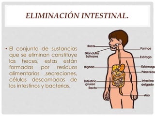 ELIMINACIÓN INTESTINAL. 
• El conjunto de sustancias 
que se eliminan constituye 
las heces, estas están 
formadas por residuos 
alimentarios ,secreciones, 
células descamadas de 
los intestinos y bacterias. 
 