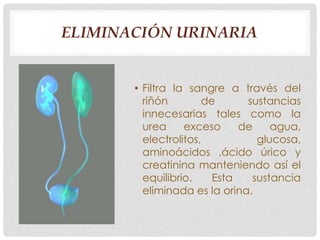 ELIMINACIÓN URINARIA 
• Filtra la sangre a través del 
riñón de sustancias 
innecesarias tales como la 
urea exceso de agua, 
electrolitos, glucosa, 
aminoácidos ,ácido úrico y 
creatinina manteniendo así el 
equilibrio. Esta sustancia 
eliminada es la orina. 
 