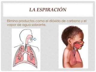LA ESPIRACIÓN 
Elimina productos como el dióxido de carbono y el 
vapor de agua sobrante. 
 