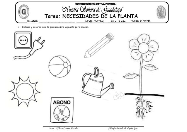 Elementos Que Necesitan Las Plantas Para Vivir Para Colorear