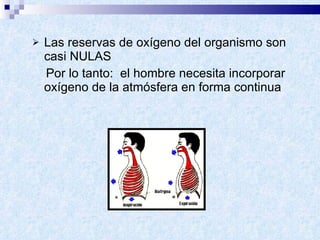Las reservas de oxígeno del organismo son casi NULAS Por lo tanto:  el hombre necesita incorporar oxígeno de la atmósfera en forma continua 
