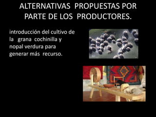 ALTERNATIVAS PROPUESTAS POR
     PARTE DE LOS PRODUCTORES.
introducción del cultivo de
la grana cochinilla y
nopal verdura para
generar más recurso.
 