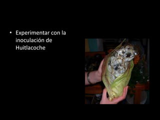 • Experimentar con la
  inoculación de
  Huitlacoche
 