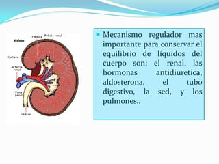  Mecanismo regulador mas
 importante para conservar el
 equilibrio de líquidos del
 cuerpo son: el renal, las
 hormonas      antidiuretica,
 aldosterona,     el    tubo
 digestivo, la sed, y los
 pulmones..
 