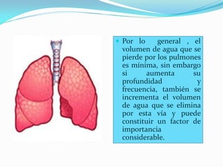  Por lo    general , el
 volumen de agua que se
 pierde por los pulmones
 es mínima, sin embargo
 si     aumenta       su
 profundidad           y
 frecuencia, también se
 incrementa el volumen
 de agua que se elimina
 por esta vía y puede
 constituir un factor de
 importancia
 considerable.
 