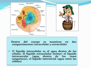 Dentro del cuerpo se mantiene en                 dos
 compartimentos: intracelular y extracelular

 El líquido intracelular es el agua dentro de las
  células. El liquido extracelular incluye: el líquido
  intravascular (agua dentro de los vasos
  sanguíneos), el líquido intersticial (agua entre las
  células)
 