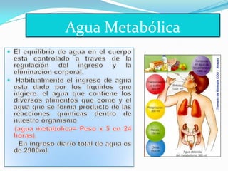 Agua Metabólica
 