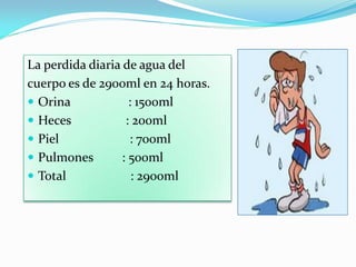 La perdida diaria de agua del
cuerpo es de 2900ml en 24 horas.
 Orina             : 1500ml
 Heces            : 200ml
 Piel              : 700ml
 Pulmones        : 500ml
 Total              : 2900ml
 