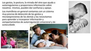 Los gestos, la postura, la mirada del otro que ayuda a
autorregularnos y proporciona información sobre
nosotros mismos, pueden dar confianza y apoyo.
Los mamíferos en general contamos con un sistema
muy preciso de detección de los gestos y
microexpresiones de los demás y los necesitamos
para aprender a incorporar información y
comportamientos de autorregulación emocional y de
autocuidado
 