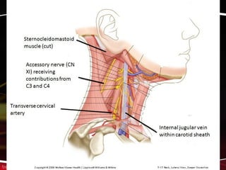 triangles of the neck | ppt Images High Quality Grahic Neck and its triangles | PPT