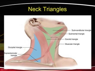Neck Triangles
 