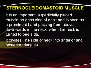 STERNOCLEIDOMASTOID MUSCLE
It is an important, superficially placed
muscle on each side of neck and is seen as
a prominent band passing from above
downwards in the neck, when the neck is
turned to one side.
It divides The side of neck into anterior and
posterior triangles
 