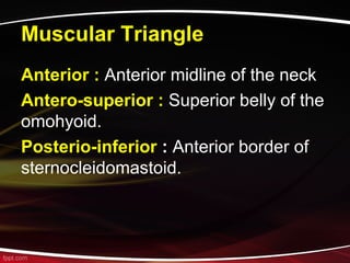 Muscular Triangle
Anterior : Anterior midline of the neck
Antero-superior : Superior belly of the
omohyoid.
Posterio-inferior : Anterior border of
sternocleidomastoid.
 