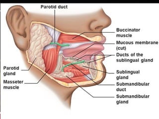 Neck and its triangles