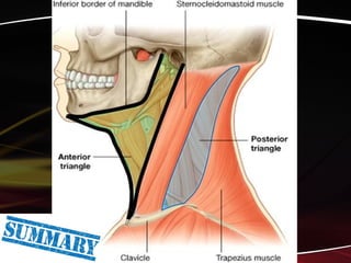 Neck and its triangles