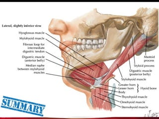 Neck and its triangles