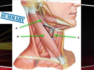 Neck and its triangles