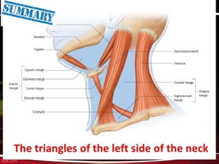 Neck and its triangles