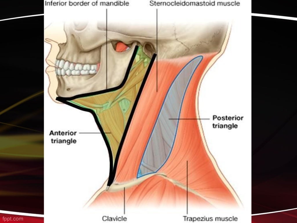 Neck and its triangles