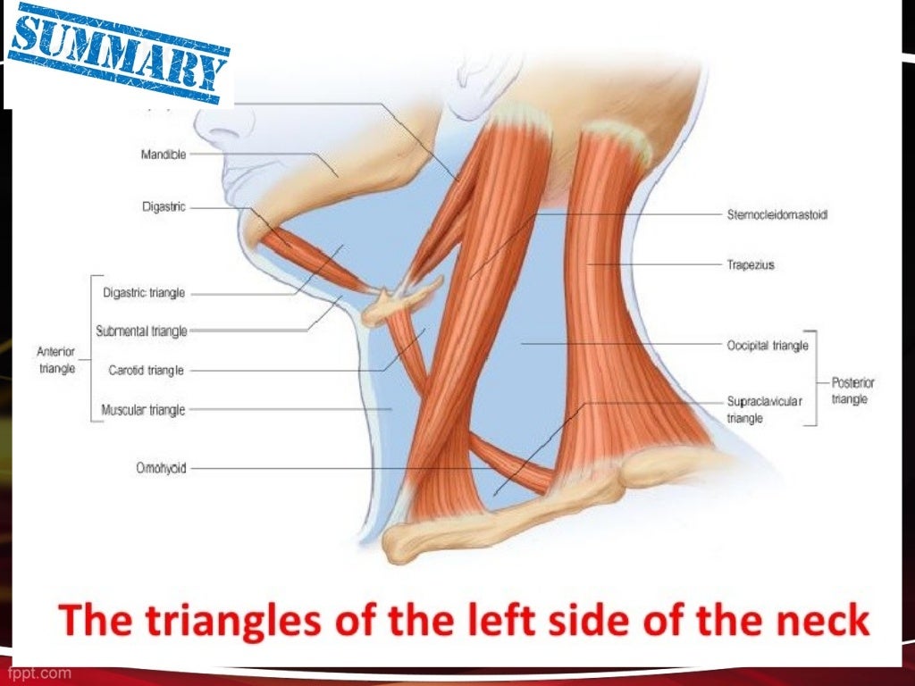 Neck and its triangles
