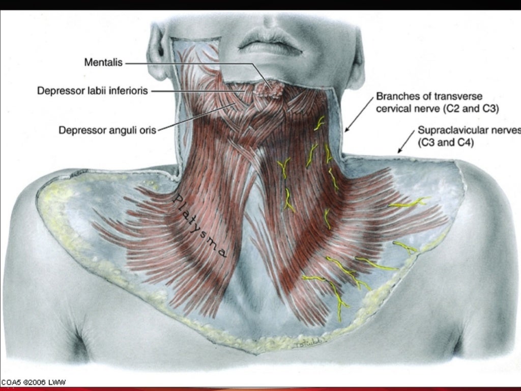 Neck and its triangles