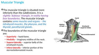 Anatomy of neck by aizaz khan || International | PPTX