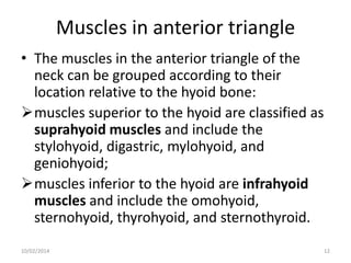 Muscles in anterior triangle
• The muscles in the anterior triangle of the
neck can be grouped according to their
location relative to the hyoid bone:
muscles superior to the hyoid are classified as
suprahyoid muscles and include the
stylohyoid, digastric, mylohyoid, and
geniohyoid;
muscles inferior to the hyoid are infrahyoid
muscles and include the omohyoid,
sternohyoid, thyrohyoid, and sternothyroid.
10/02/2014

12

 