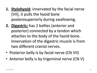 1. Stylohyoid; innervated by the facial nerve
[VII], it pulls the hyoid bone
posterosuperiorly during swallowing.
2. Digastric; has 2 bellies (anterior and
posterior) connected by a tendon which
attaches to the body of the hyoid bone.
Innervation of the digastric muscle is from
two different cranial nerves.
• Posterior belly is by facial nerve (CN VII)
• Anterior belly is by trigeminal nerve (CN V)
10/02/2014

14

 