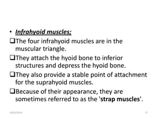 • Infrahyoid muscles;
The four infrahyoid muscles are in the
muscular triangle.
They attach the hyoid bone to inferior
structures and depress the hyoid bone.
They also provide a stable point of attachment
for the suprahyoid muscles.
Because of their appearance, they are
sometimes referred to as the 'strap muscles'.
10/02/2014

17

 