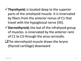 Thyrohyoid; is located deep to the superior
parts of the omohyoid muscle. It is innervated
by fibers from the anterior ramus of C1 that
travel with the hypoglossal nerve [XII].
Sternothyroid; the last of the infrahyoid group
of muscles. is innervated by the anterior rami
of C1 to C3 through the ansa cervicalis.
The sternohyoid muscle draws the larynx
(thyroid cartilage) downward

10/02/2014

19

 