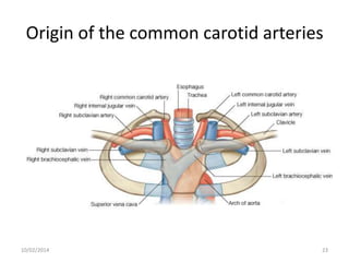 Origin of the common carotid arteries

10/02/2014

23

 