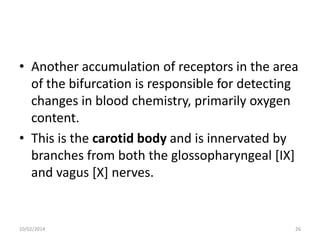 • Another accumulation of receptors in the area
of the bifurcation is responsible for detecting
changes in blood chemistry, primarily oxygen
content.
• This is the carotid body and is innervated by
branches from both the glossopharyngeal [IX]
and vagus [X] nerves.

10/02/2014

26

 