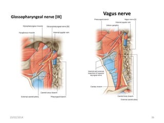 Glossopharyngeal nerve [IX]

10/02/2014

Vagus nerve

36

 