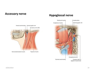 Accessory nerve

10/02/2014

Hypoglossal nerve

37

 