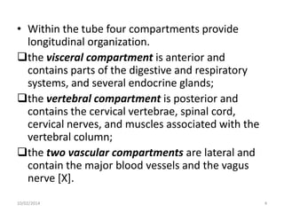 • Within the tube four compartments provide
longitudinal organization.
the visceral compartment is anterior and
contains parts of the digestive and respiratory
systems, and several endocrine glands;
the vertebral compartment is posterior and
contains the cervical vertebrae, spinal cord,
cervical nerves, and muscles associated with the
vertebral column;
the two vascular compartments are lateral and
contain the major blood vessels and the vagus
nerve [X].
10/02/2014

4

 