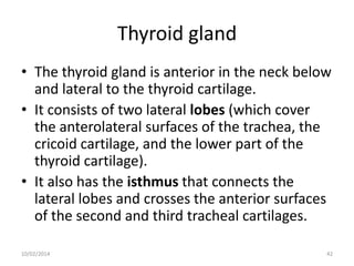 Thyroid gland
• The thyroid gland is anterior in the neck below
and lateral to the thyroid cartilage.
• It consists of two lateral lobes (which cover
the anterolateral surfaces of the trachea, the
cricoid cartilage, and the lower part of the
thyroid cartilage).
• It also has the isthmus that connects the
lateral lobes and crosses the anterior surfaces
of the second and third tracheal cartilages.
10/02/2014

42

 