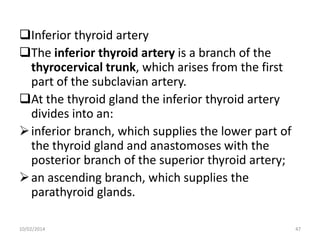 Inferior thyroid artery
The inferior thyroid artery is a branch of the
thyrocervical trunk, which arises from the first
part of the subclavian artery.
At the thyroid gland the inferior thyroid artery
divides into an:
 inferior branch, which supplies the lower part of
the thyroid gland and anastomoses with the
posterior branch of the superior thyroid artery;
 an ascending branch, which supplies the
parathyroid glands.
10/02/2014

47

 