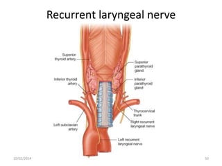 Recurrent laryngeal nerve

10/02/2014

50

 
