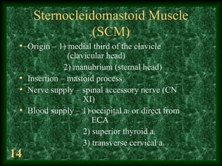 14
Sternocleidomastoid Muscle
(SCM)
• Origin – 1) medial third of the clavicle
(clavicular head)
2) manubrium (sternal hea...