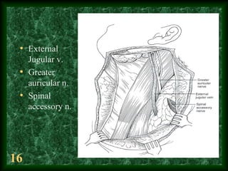 16
• External
Jugular v.
• Greater
auricular n.
• Spinal
accessory n.
 
