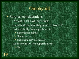 19
Omohyoid
• Surgical considerations
– Absent in 10% of individuals
– Landmark demarcating level III from IV
– Inferior b...