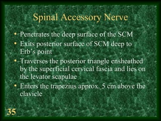 35
Spinal Accessory Nerve
• Penetrates the deep surface of the SCM
• Exits posterior surface of SCM deep to
Erb’s point
• ...