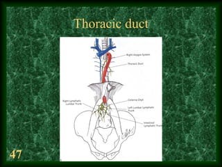 47
Thoracic duct
 