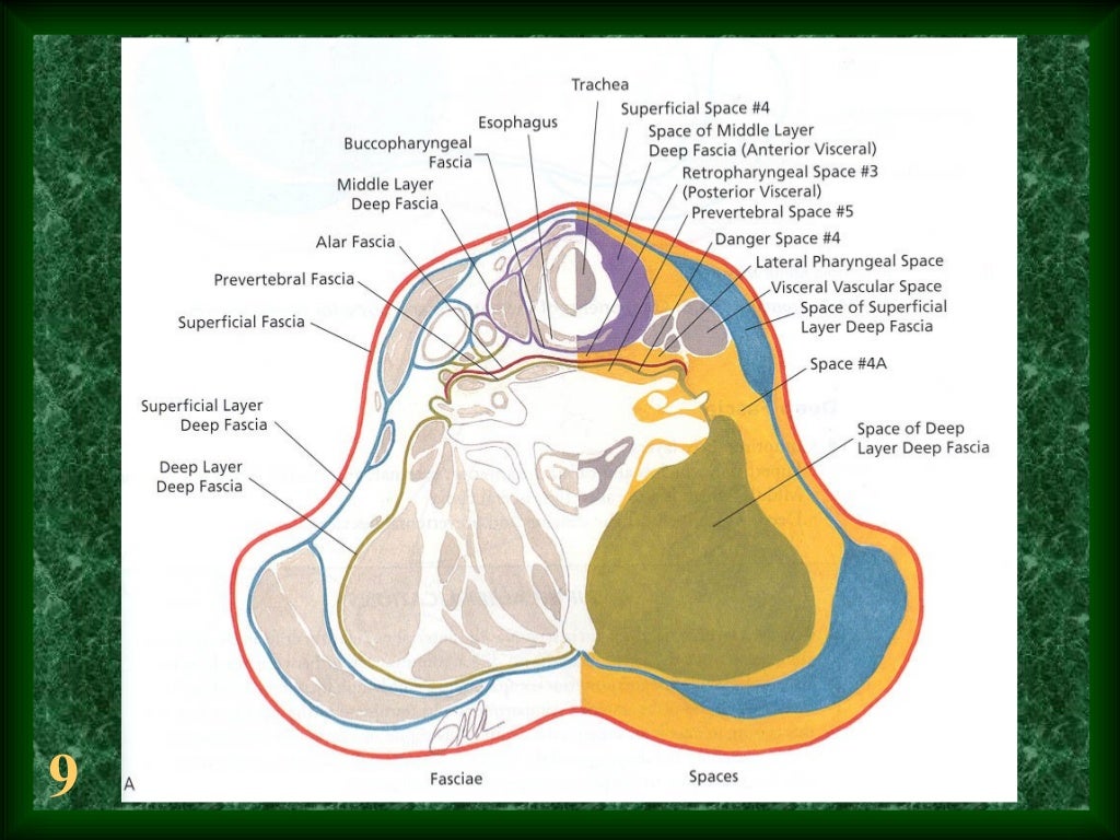 Neck Dissection 020116 slides