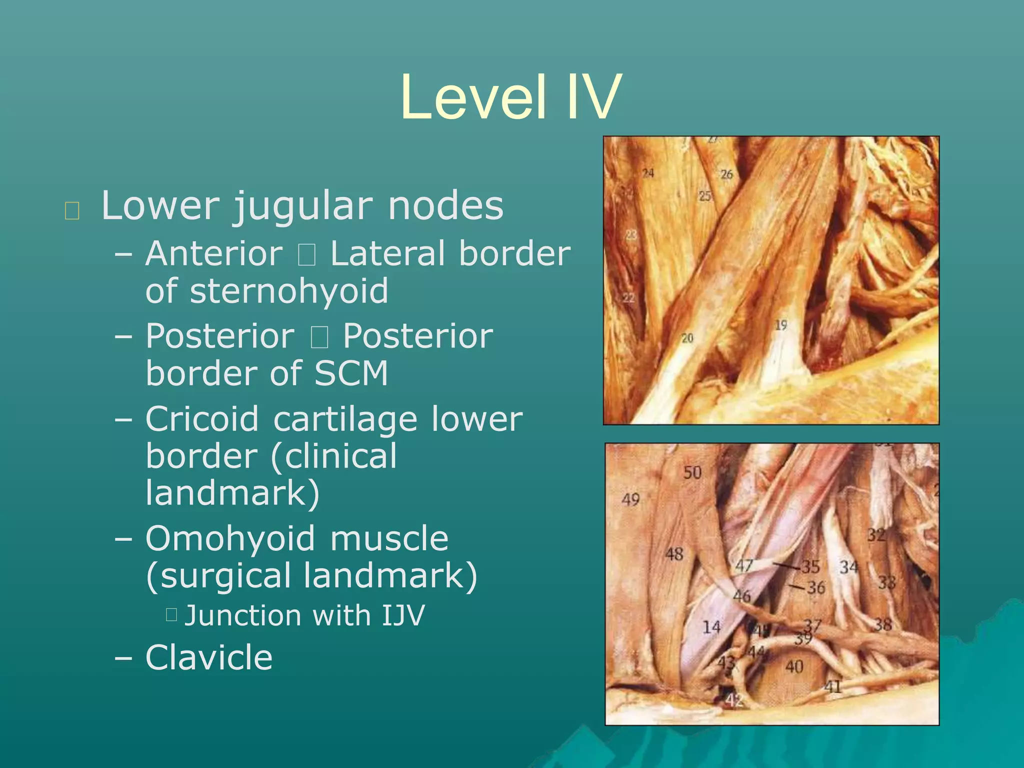 Vii Neck Dissection Neck Dissection | PPTX | Ear, Nose and Throat Conditions | Diseases and ...