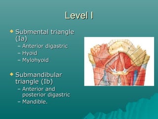 Marginal Mandibular NerveMarginal Mandibular Nerve
 Most commonly injuryMost commonly injury
dissection level Ibdissectio...