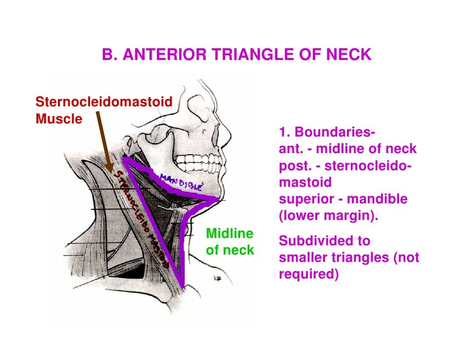 neck triangles