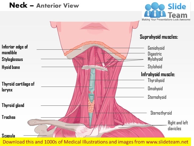 Neck Muscle Diagram - neck muscles diagram - ModernHeal.com : The neck