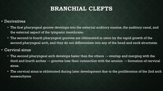 Neck Slides: approach to Neck anatomy and diseases.pdf