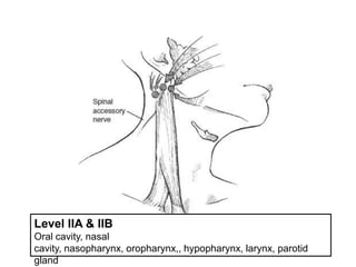 Level IIA & IIBOral cavity, nasal cavity, nasopharynx, oropharynx,, hypopharynx, larynx, parotid gland
